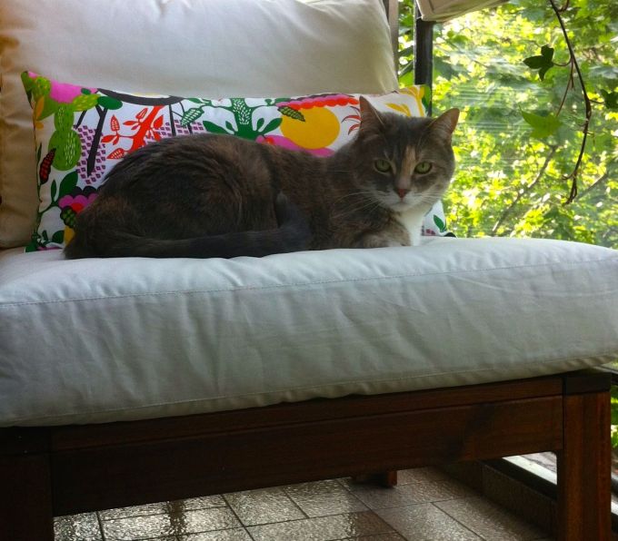 The Diplocats love the balcony even more than I do. 