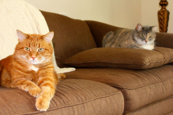 The Diplocats, Gus and Boj, enjoying our government-issued brown couch.