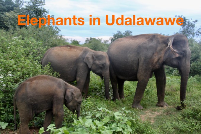Elephants in Udawalawe.jpg