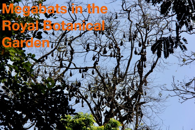 megabats in the royal botanical garden.jpg